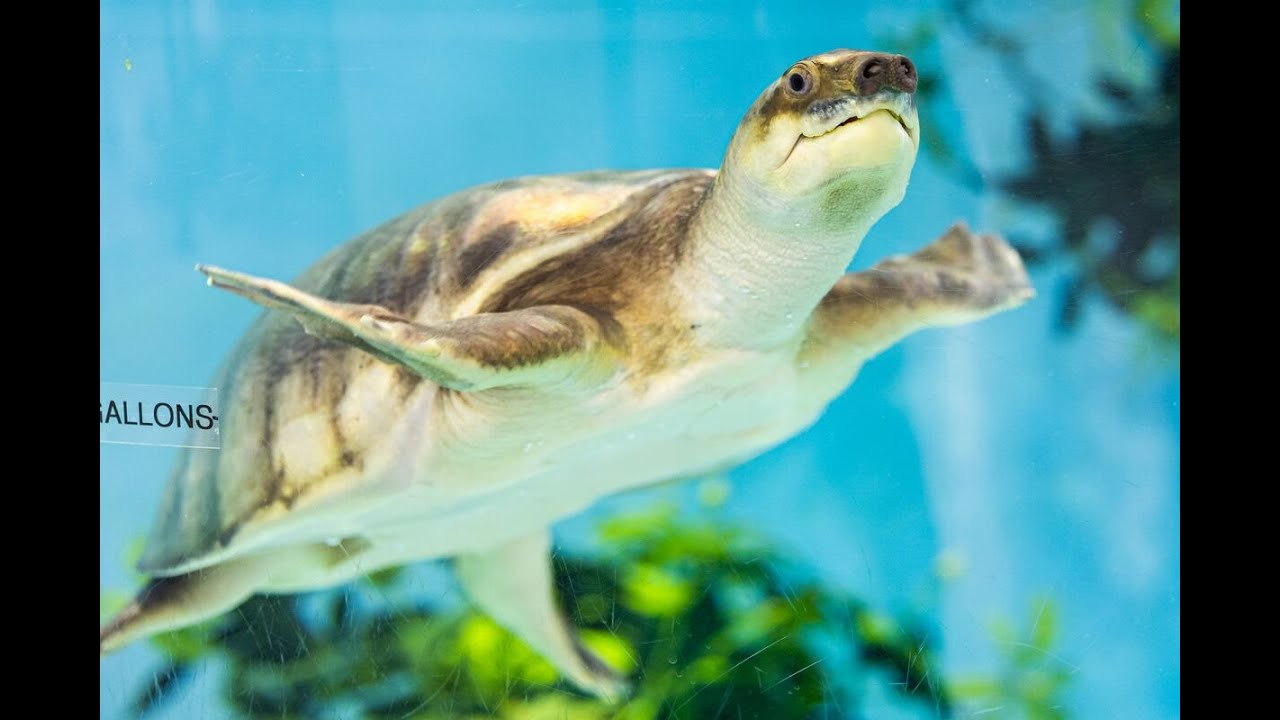 Feeding Funzo, the Pig-Nosed Turtle