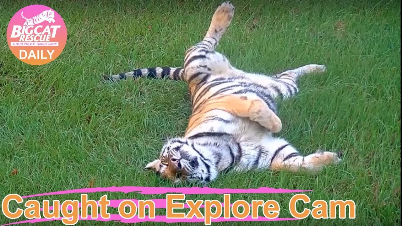Jasmine Tiger says, 