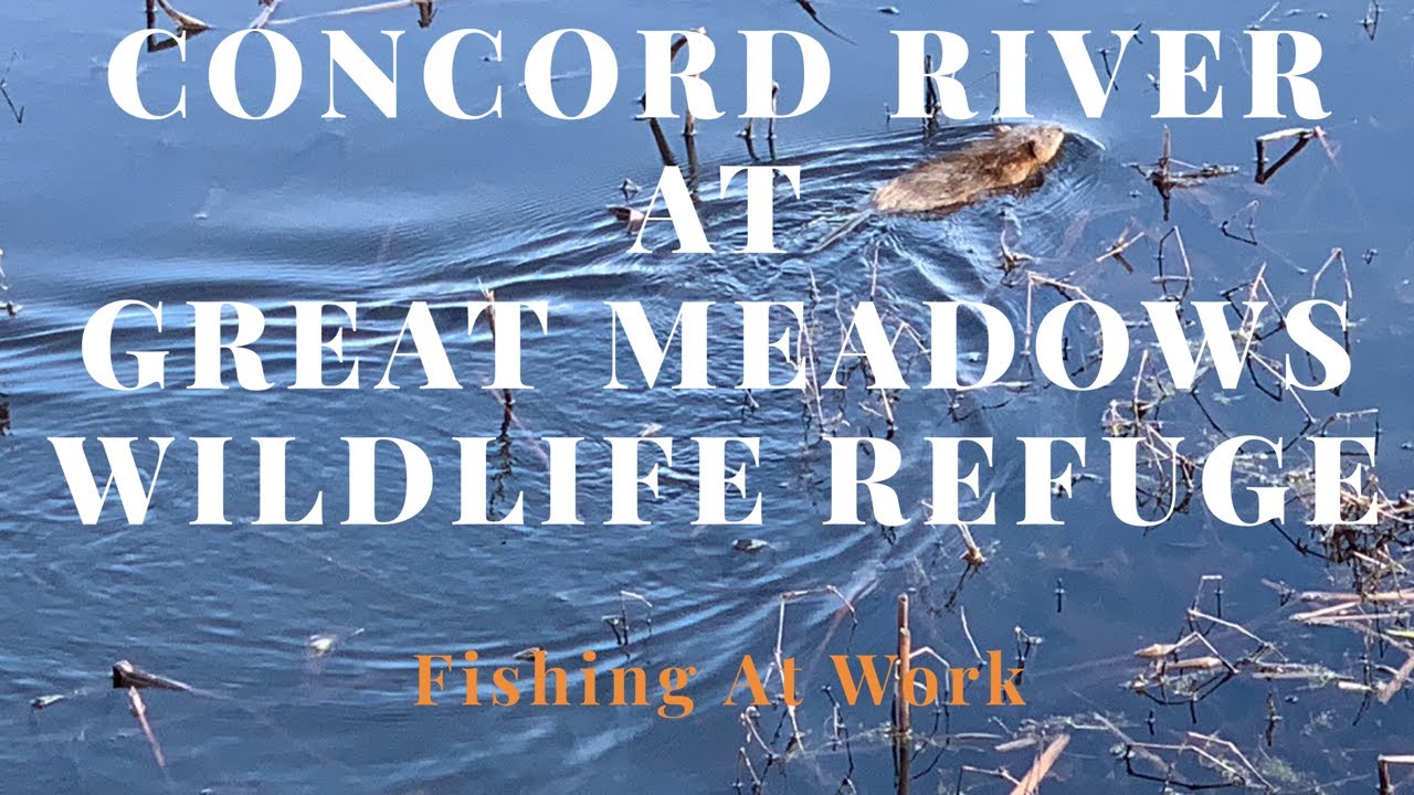 Concord River - Great Meadows Wildlife Refuge