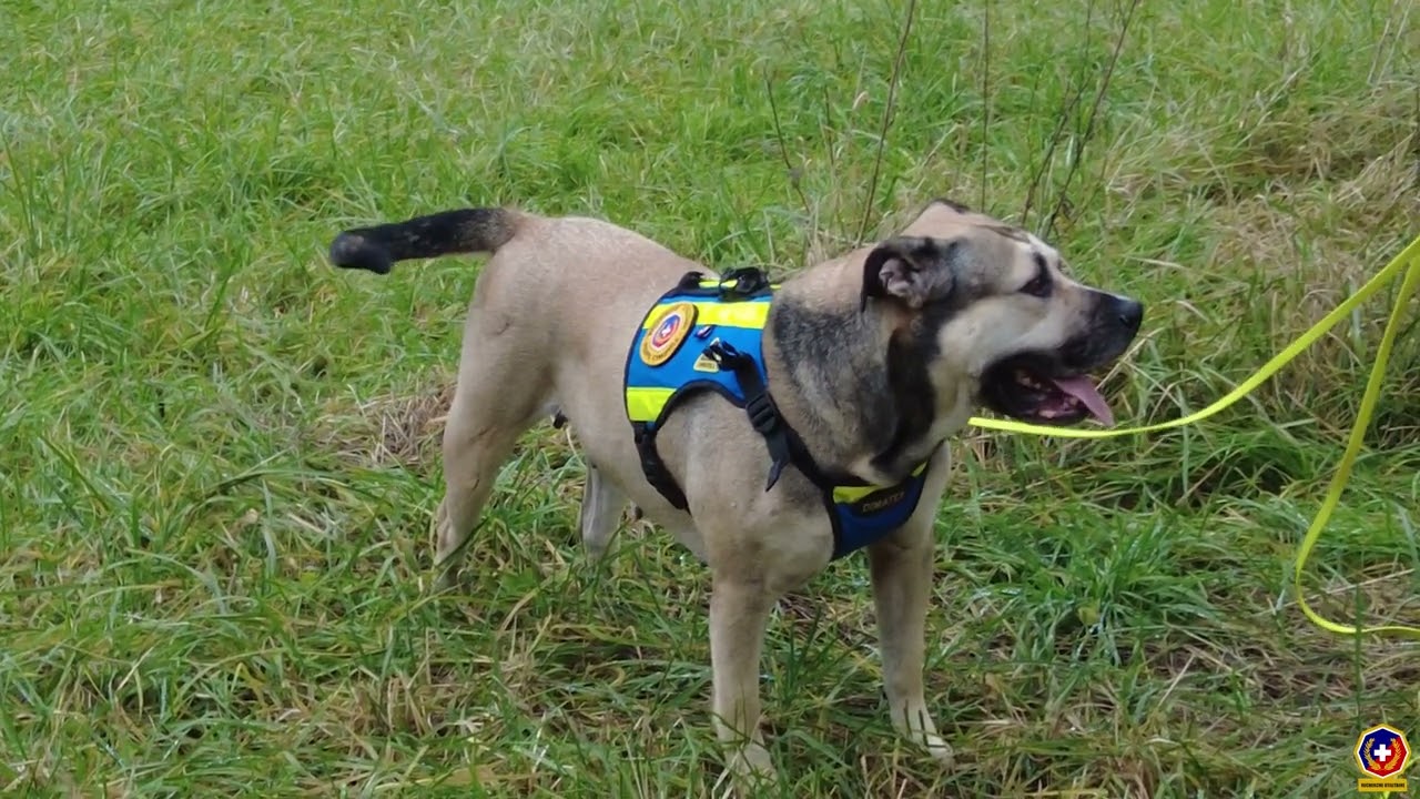 Petit hommage aux chiens du niveau 3 aux épreuves de Recherche Utilitaire de Bièvres 2021