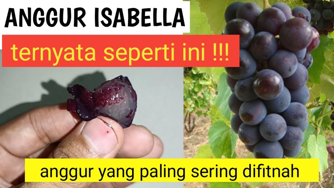 Kasihan..Jenis anggur yang paling sering difitnah, ternyata seperti ini !!!