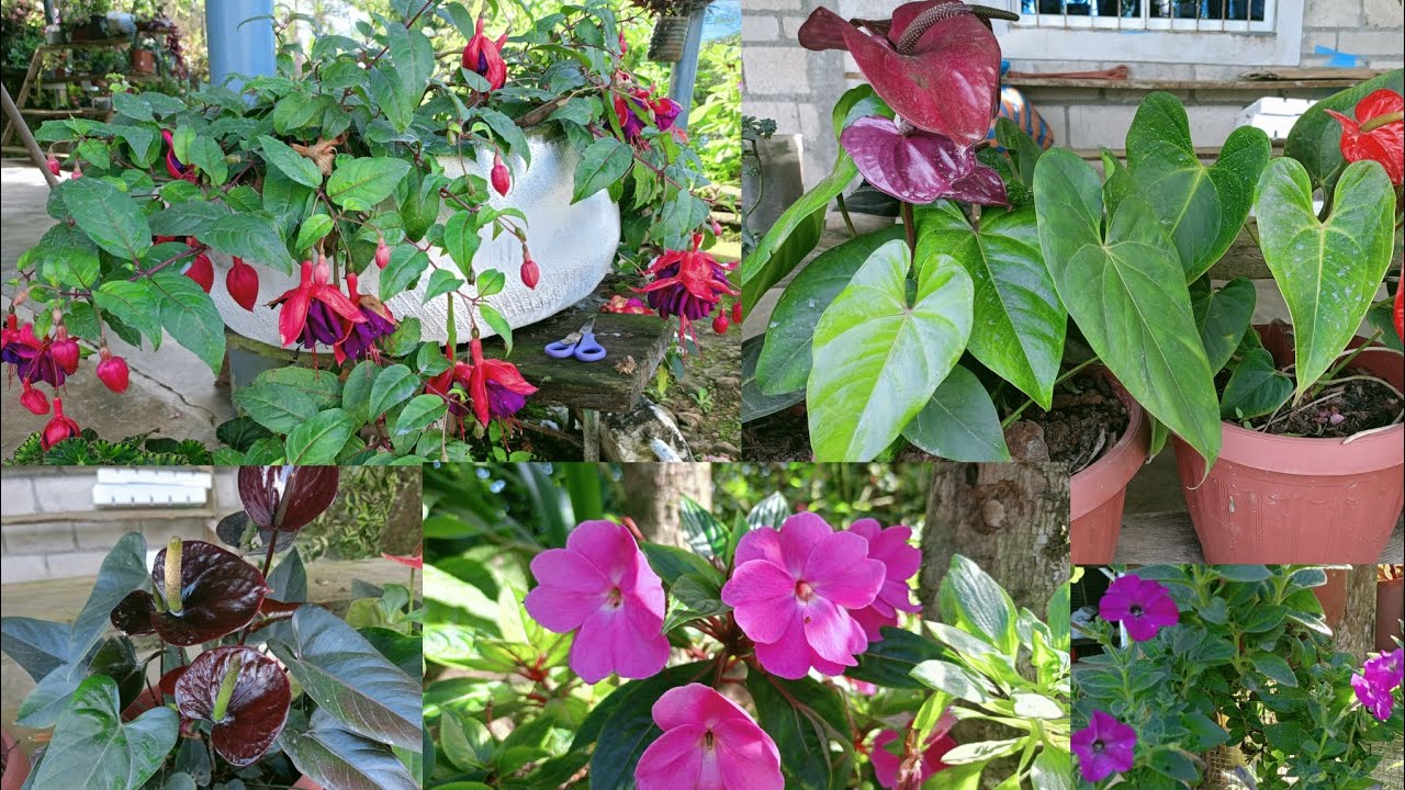 Mi jardín en el mes de Enero 2026..🌺