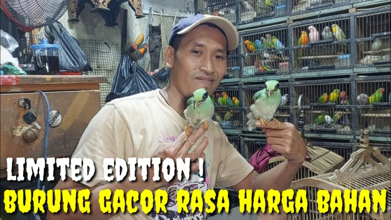 LIMITED EDITION ! KIOS SPESIAL BURUNG2 GACORAN RASA HARGA BAHAN DAN RAWATAN