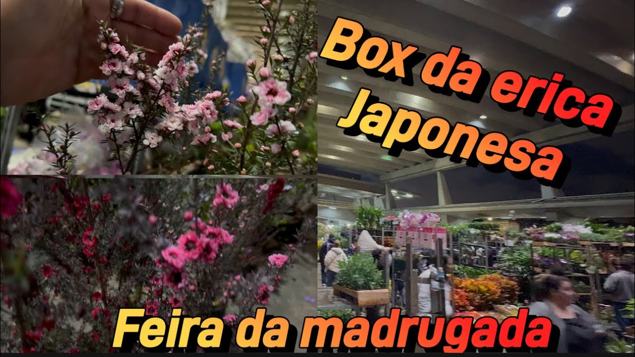 Feira das Plantas Mudas a Partir R$3,00 Vale a pena? 