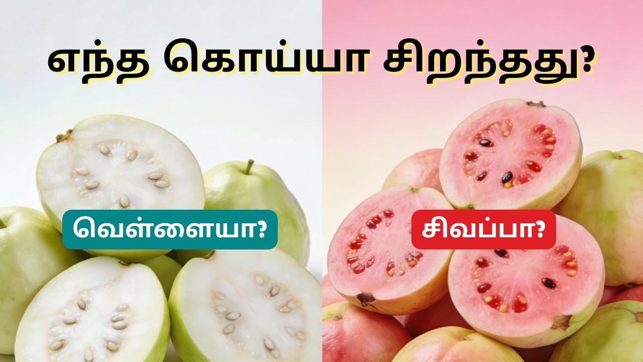 சிகப்பா? வெள்ளையா? எந்த கொய்யா சிறந்தது?