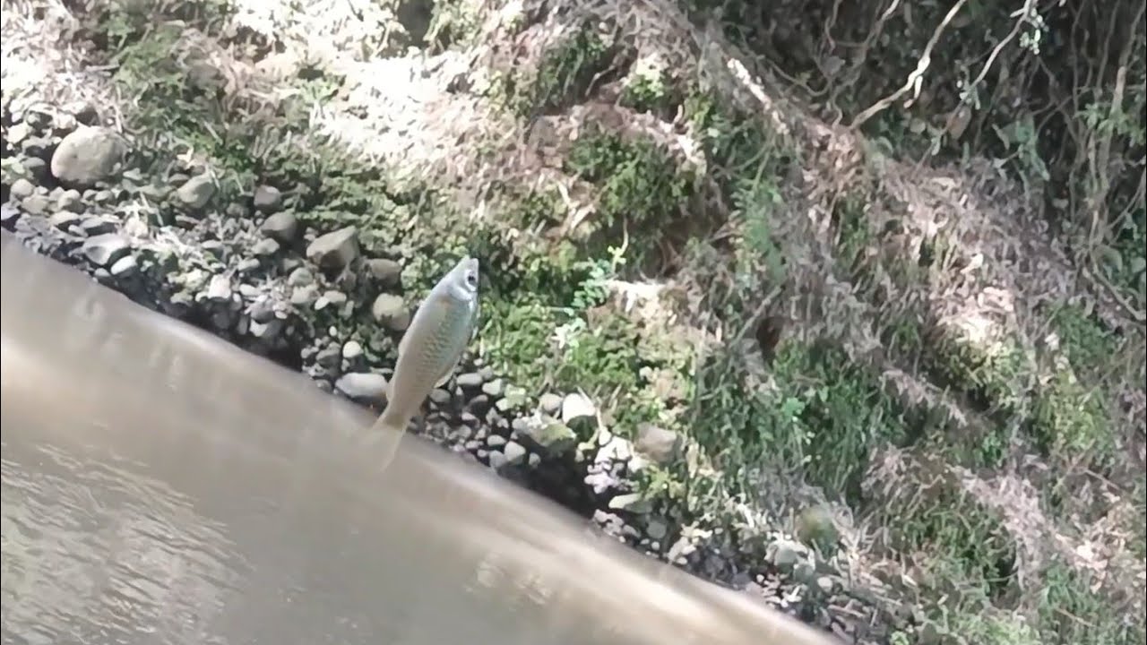 Mancing Di Sungai Pikatan Strike Terus Di Satu Titik Spot ( Day 3 Belajar Vlog Mancing ) 