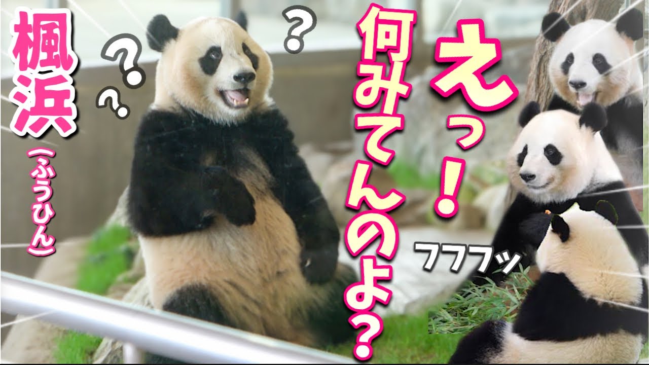 【パンダアイドル楓浜】らうママそっくりの姉🐼たちがやたらふうひんを見てくる！浜家の強さだな♡