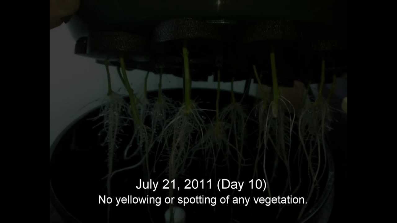 Xtreme-Gardening Azos Cloning.mp4