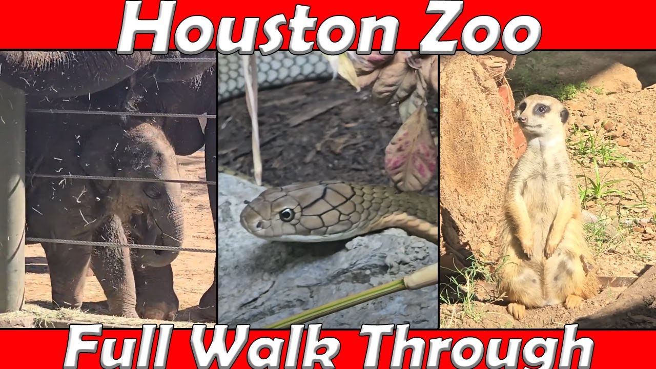 Walk Through: Houston Zoo in Houston, TX. (Apr. 11th, 2025)
