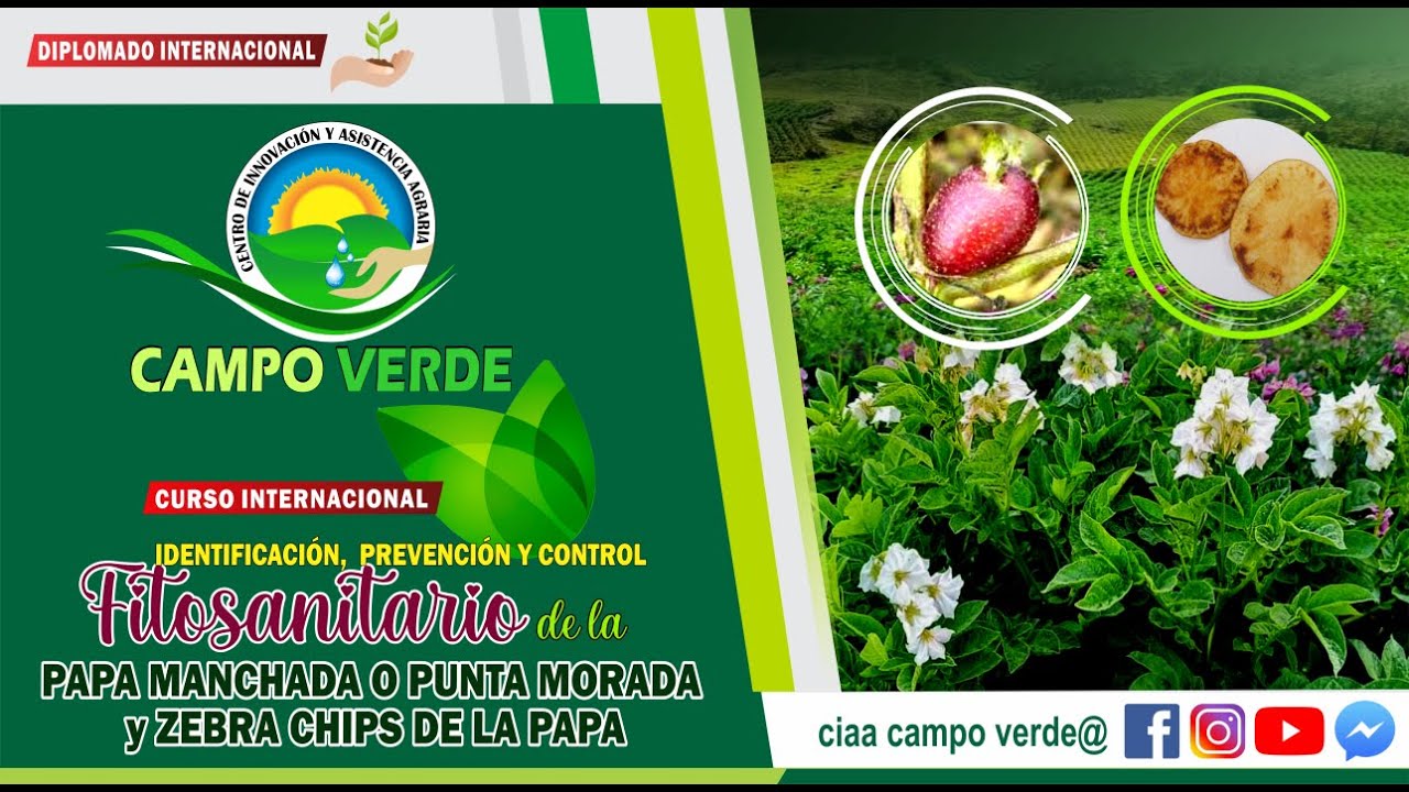 ✅IDENTIFICACIÓN, PREVENCIÓN Y CONTROL FITOSANITARIO DE LA PUNTA MORADA Y ZEBRA CHIP DE LA PAPA