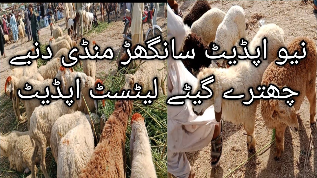 Sanghar chattaro Ki Mandi latest new update katto bakray 12 hazar say 16 hazar ma Date 06.11.2025