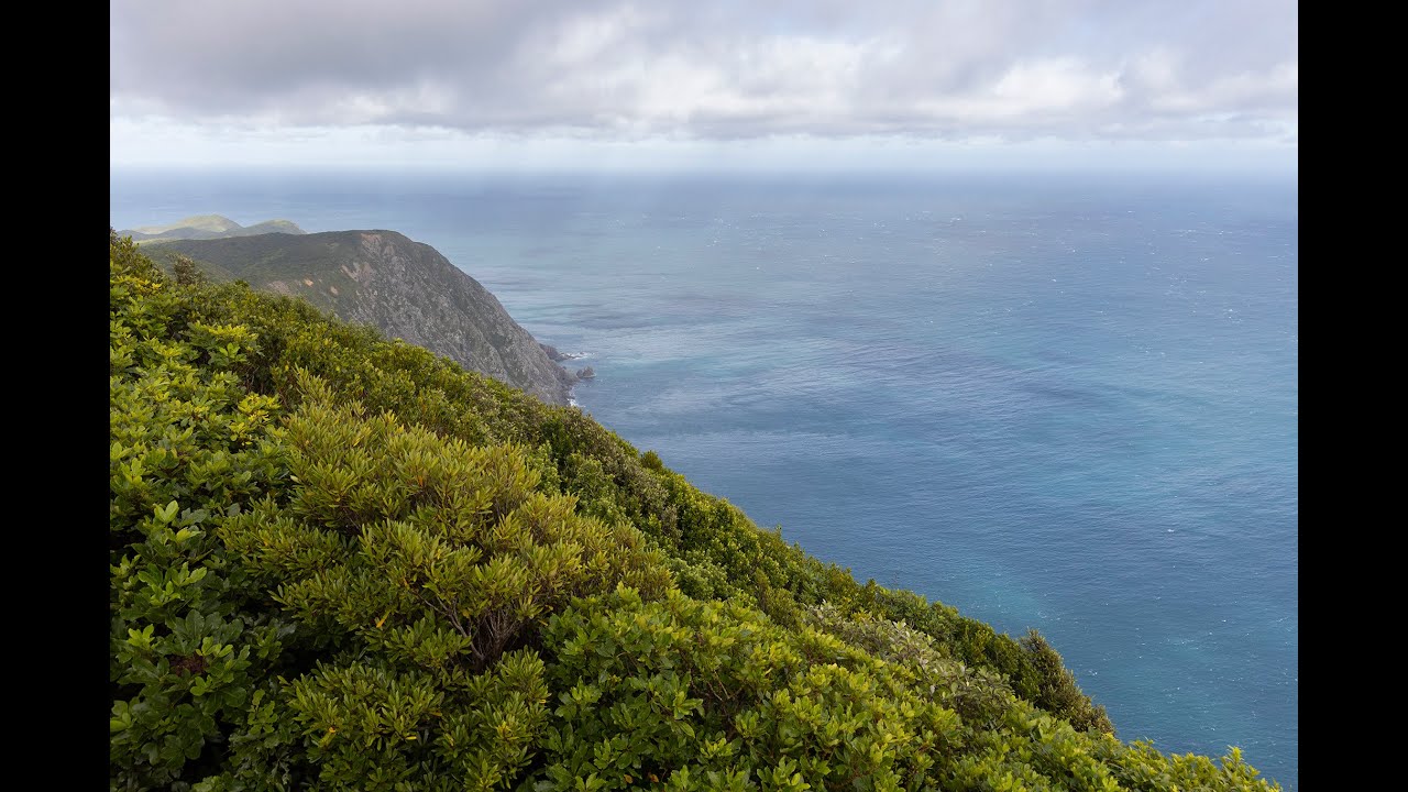 Saving the Titi Colony from Extinction on Kapiti Island