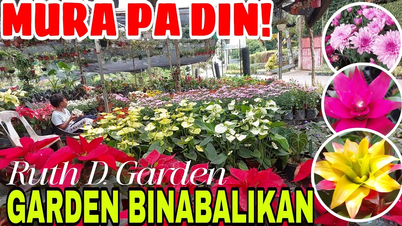 GARDEN TOUR || MADAMI KANG MABIBILI RUTH D. GARDEN #plants #garden #vlog 