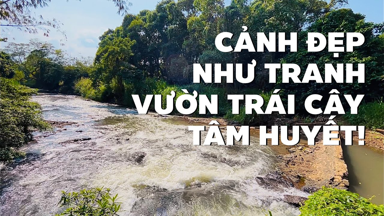 Tiếc nuối bán vườn trái cây đẹp tuyệt bao bọc suối để lo bệnh cho cha già