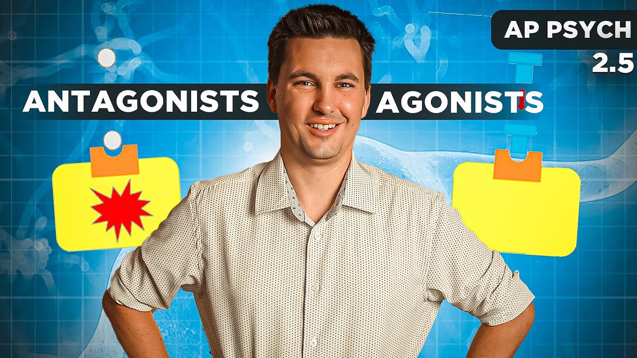 Agonists & Antagonists Drugs  [AP Psychology Unit 2 Topic 5]