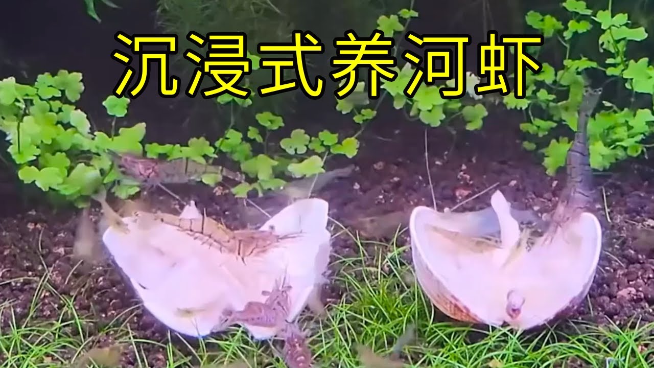沉浸式养河虾，往一个长满藻的鱼缸里放入1000只虾，神奇的事发生了~