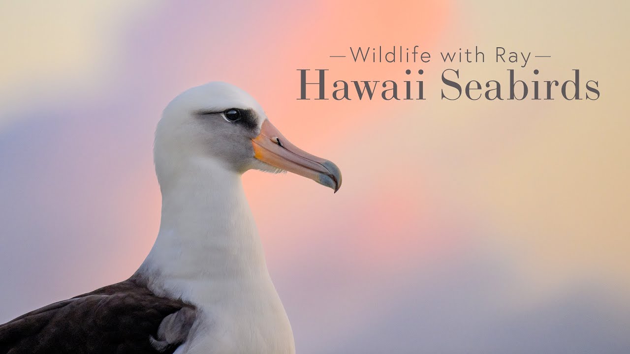 Wildlife with Ray - Hawaii Seabirds