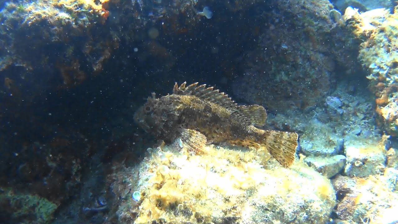 Adriai snorkeling (1.r&eacute;sz)