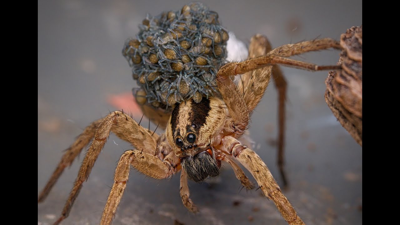 Hogna graeca (wolf spider) with her offspring.