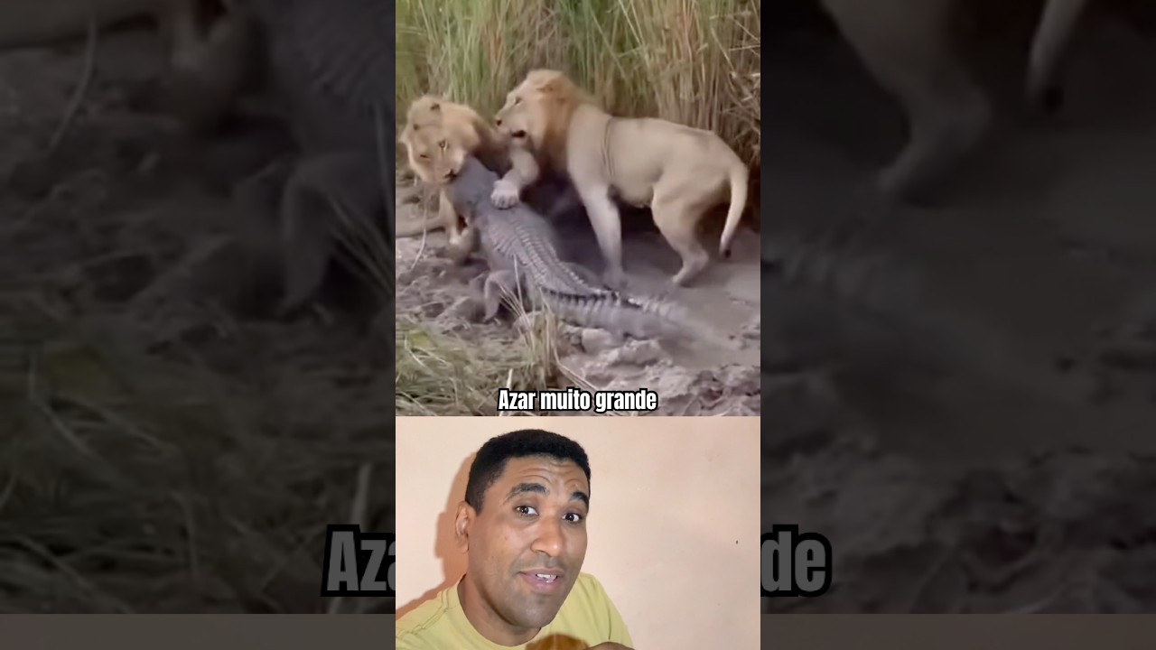Facing 2 Lions #nature #wildlife #surprisingnature #animals