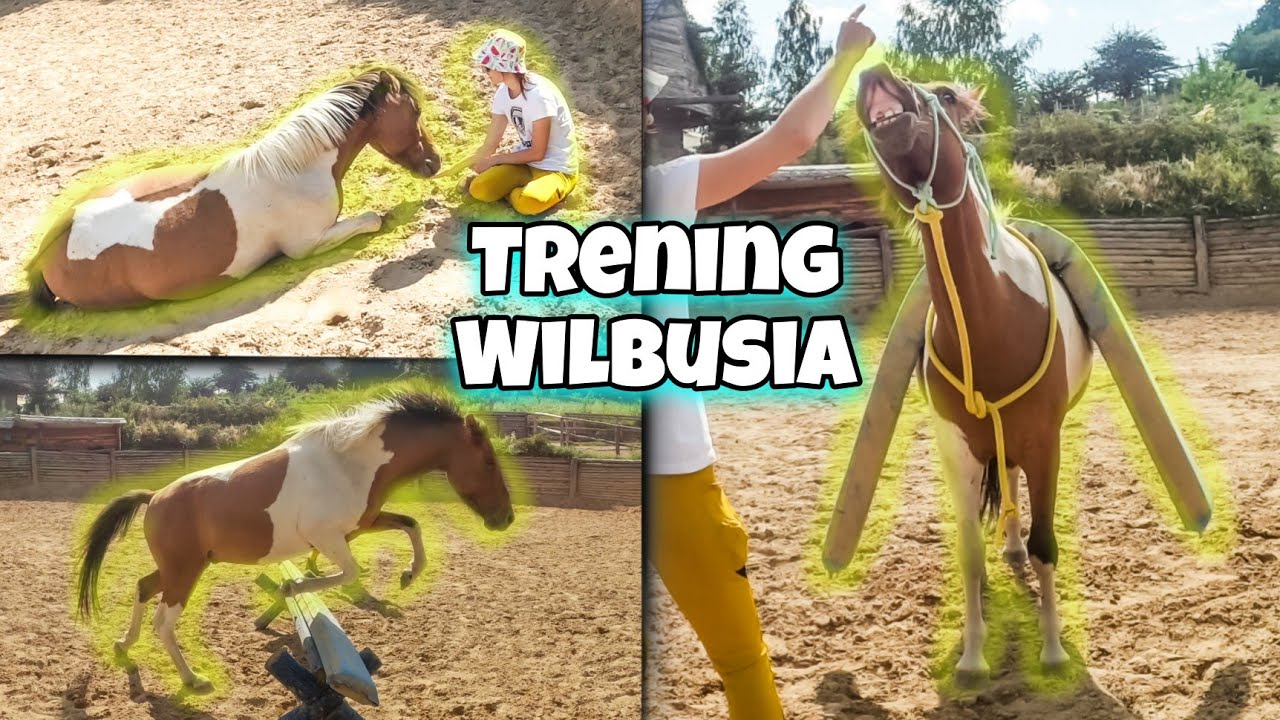 Trening młodego konia z pozytywnym wzmocnieniem!