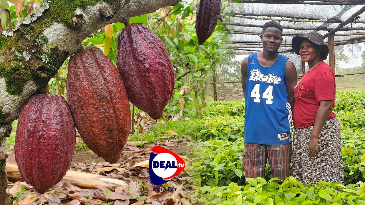 Cocoa Farming in Uganda: How Farmers Are Making Millions!