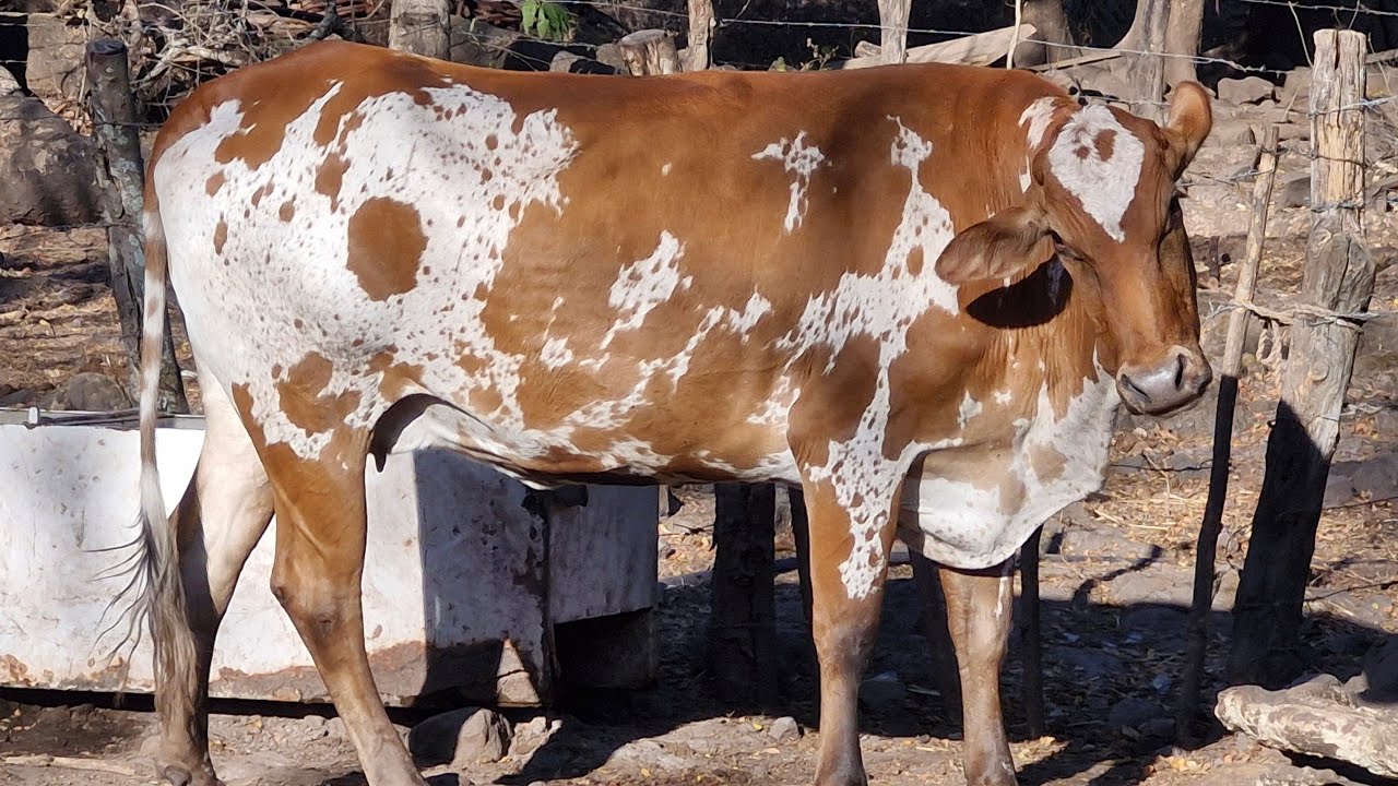 Corrales de don neftali Espinal, Jocoro, Morazán Sur, El Salvador 7595 3435