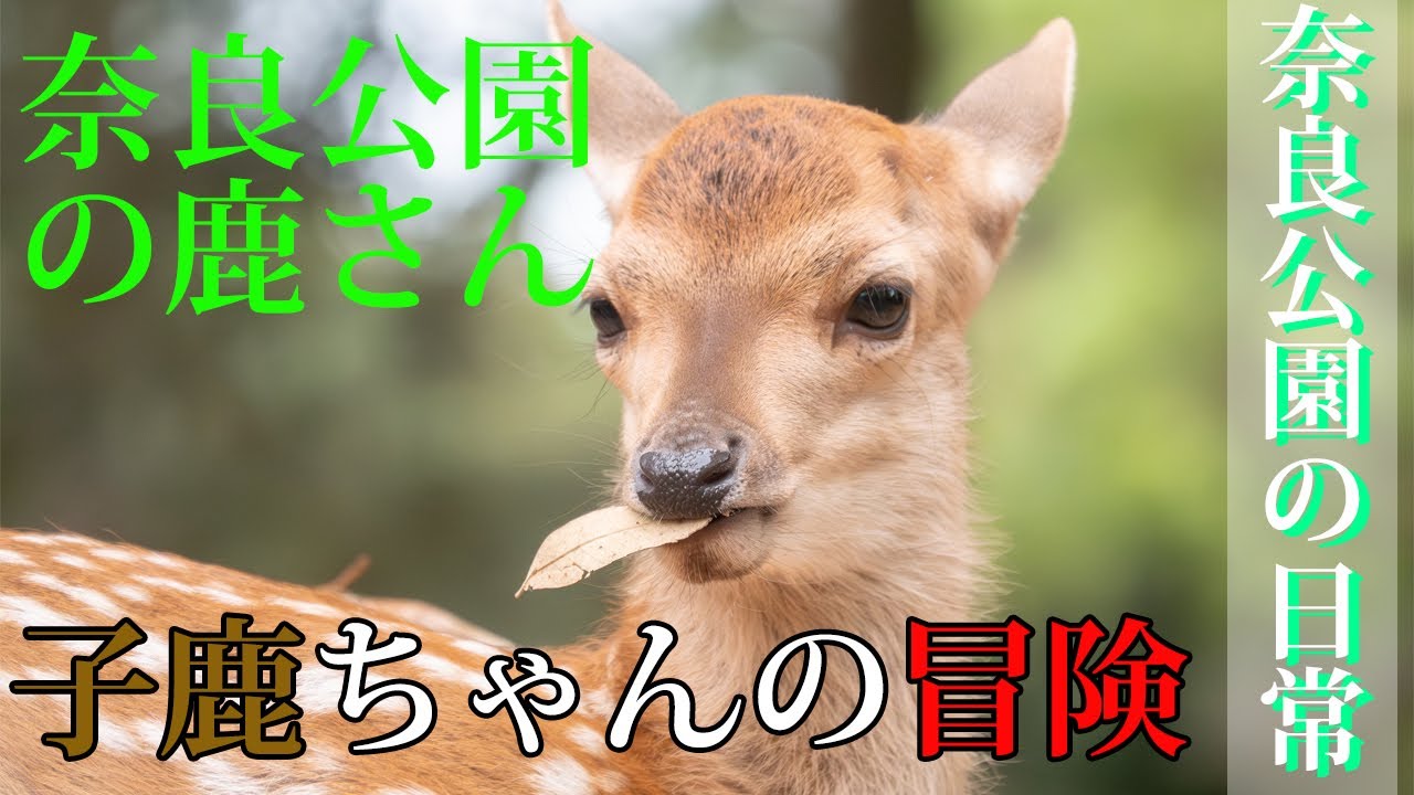 奈良公園 【子鹿ちゃんの冒険】 何事も興味津々