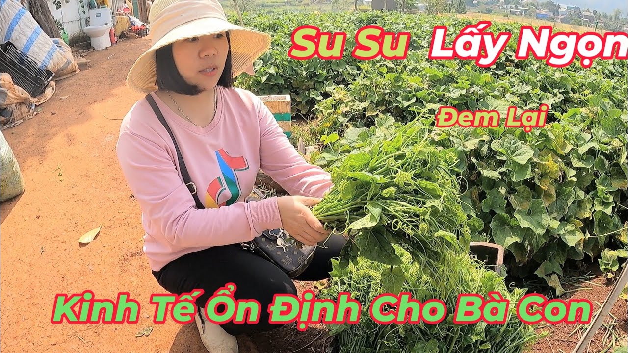 Thu Hoạch Su Su Lấy Ngọn Đem Lại Lợi Nhuận Và Kinh Tế Ổn Định Cho Bà Con | Su Hào TV