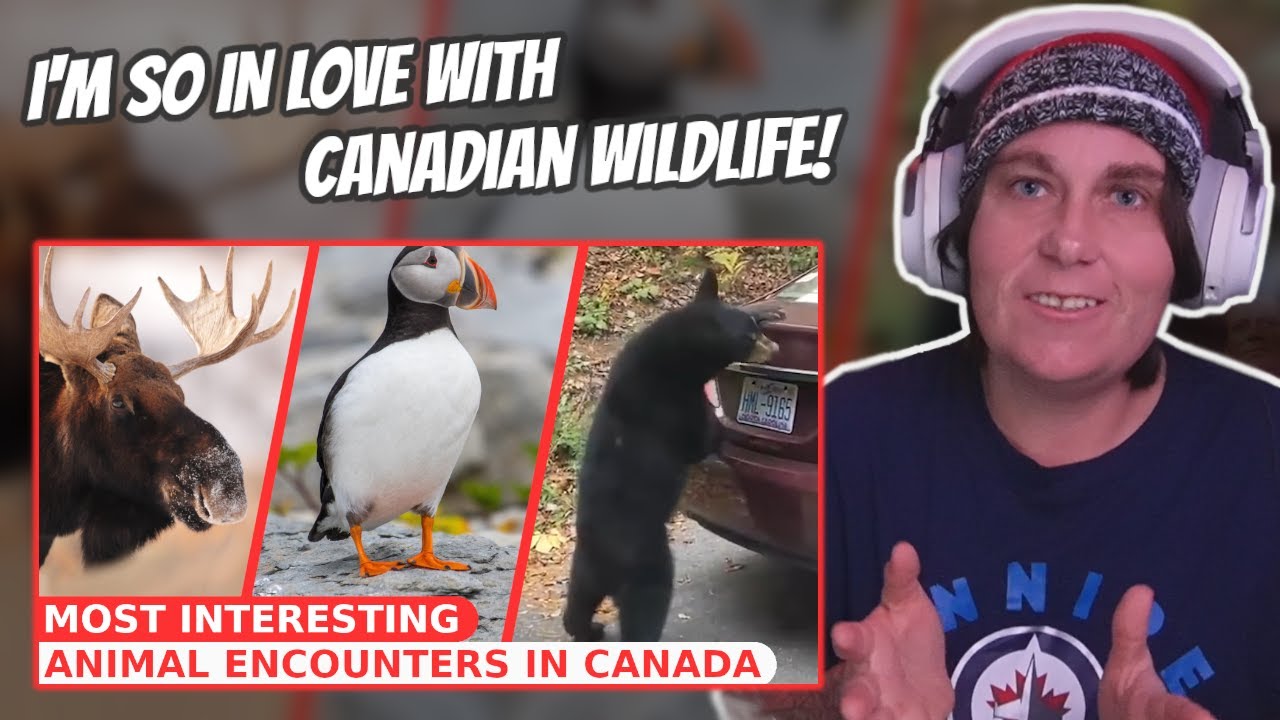 Most Interesting Animal Encounters In Canada | Australian Reacts | AussieTash