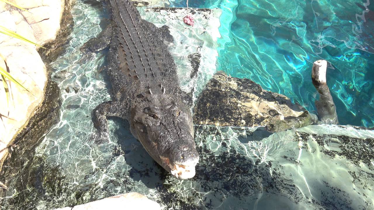 Feeding crocodile at Crocosaurus Cove in Darwin 4K Video