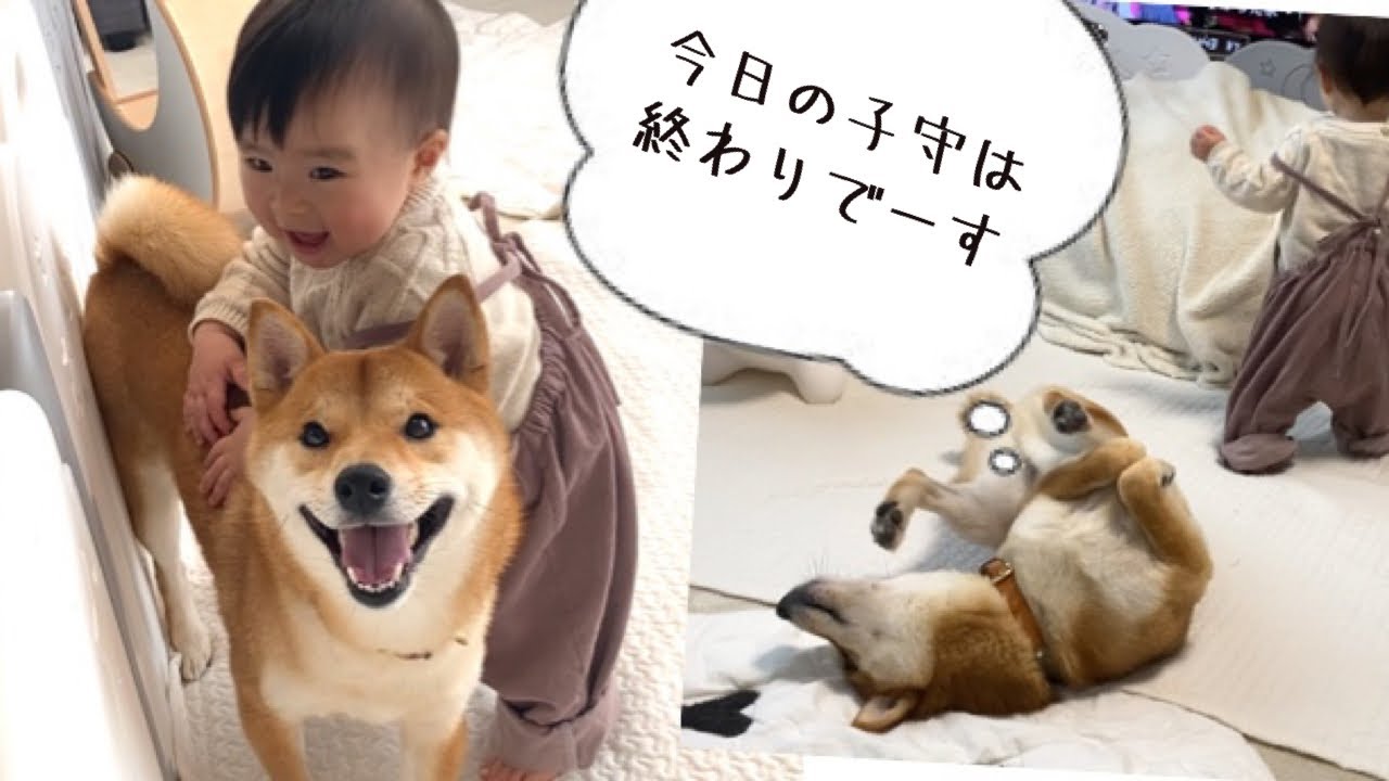 子守する気0な脱力系柴犬と11カ月娘の日常