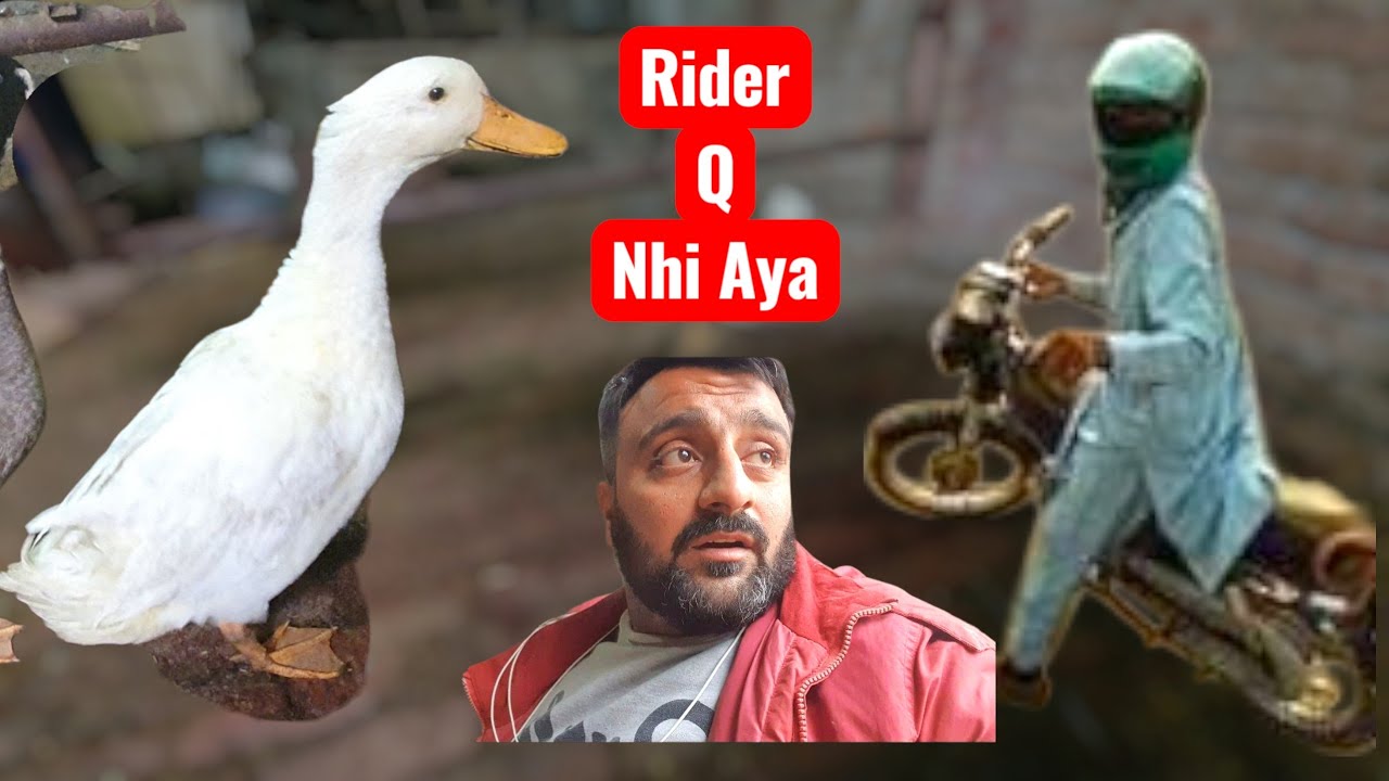 Duck Kidra Gayi | Shehroz jutt vlogs 