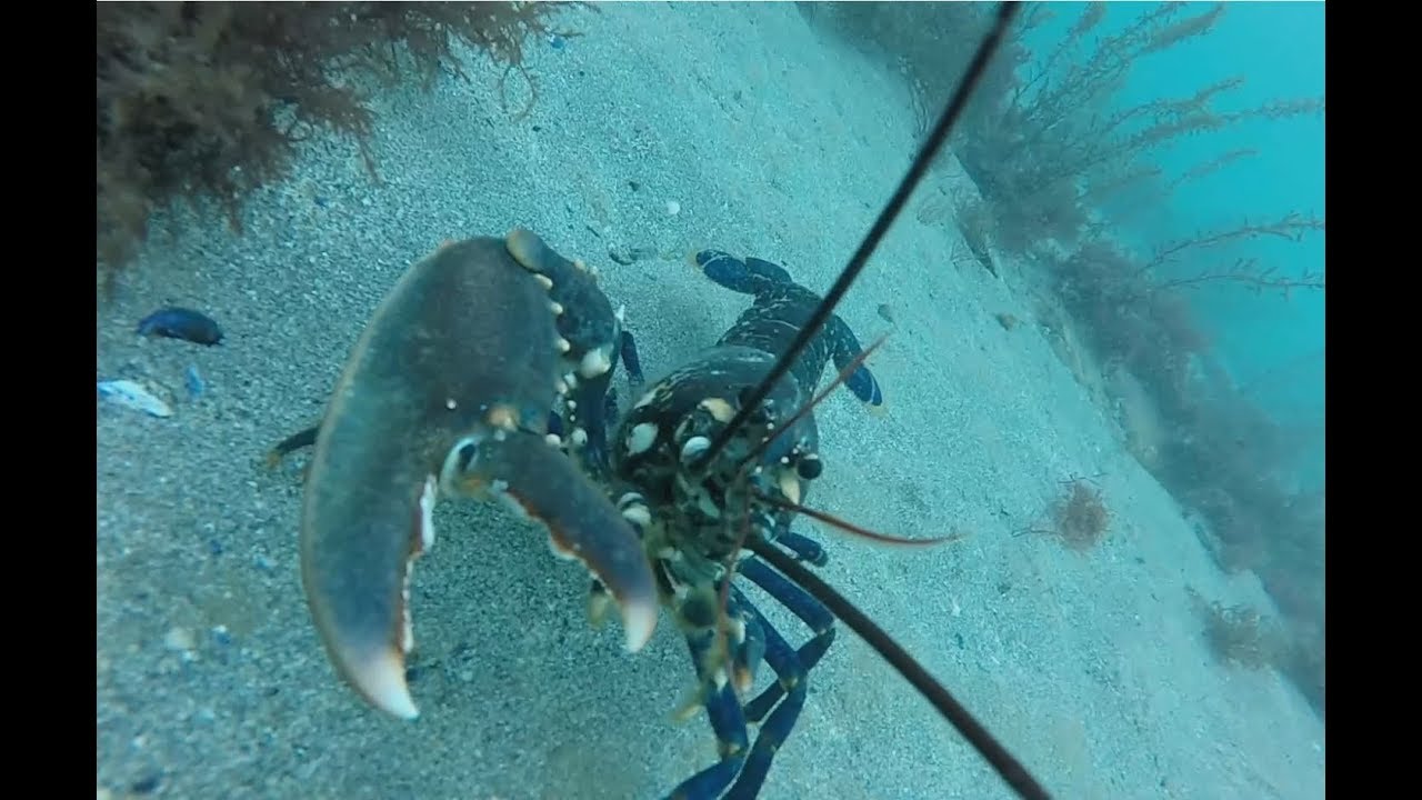 Retour &agrave; Homards City