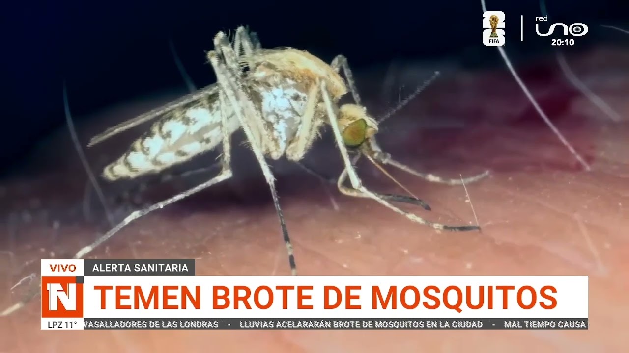 BROTARÁN MOSQUITOS EN LOS PRÓXIMOS DÍAS