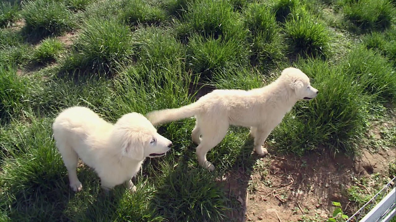 Maryland Farm & Harvest: Farm Dogs
