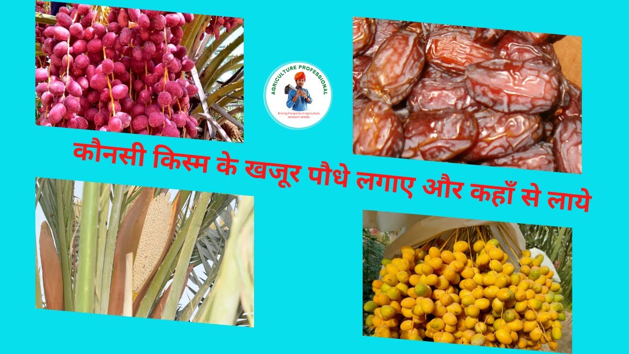 देश में खजूर की प्रमुख किस्में और उनकी विशेषताएँ/ Varieties of Date Palm and their characteristics