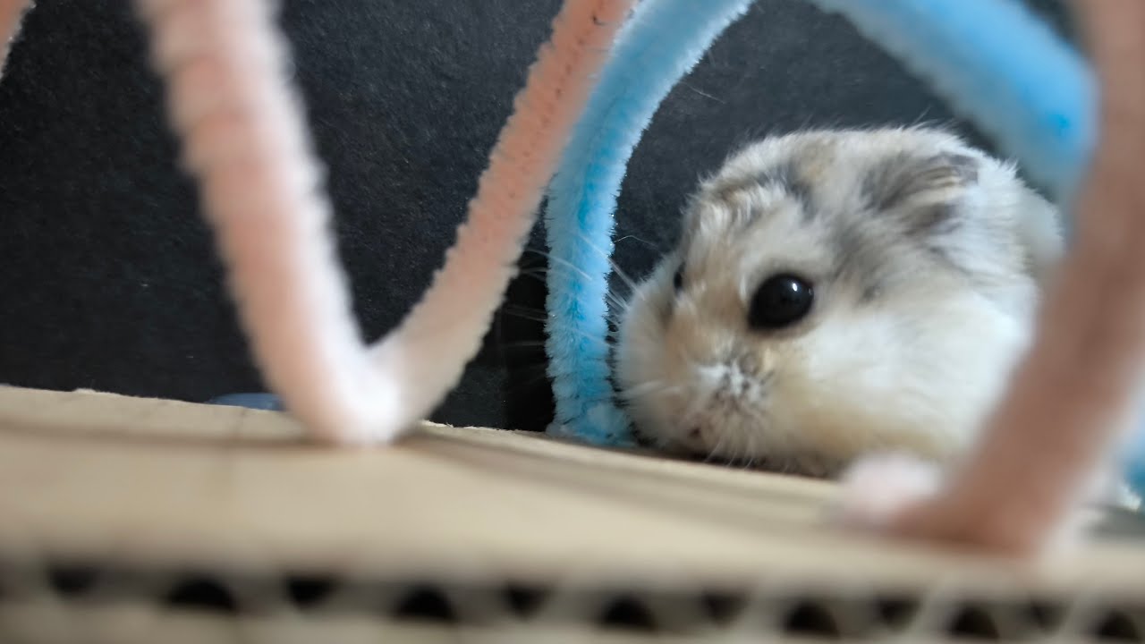 LIVE: Hamster Maze Run! 🐹✨ | Cute Hamster Exploring the Maze!