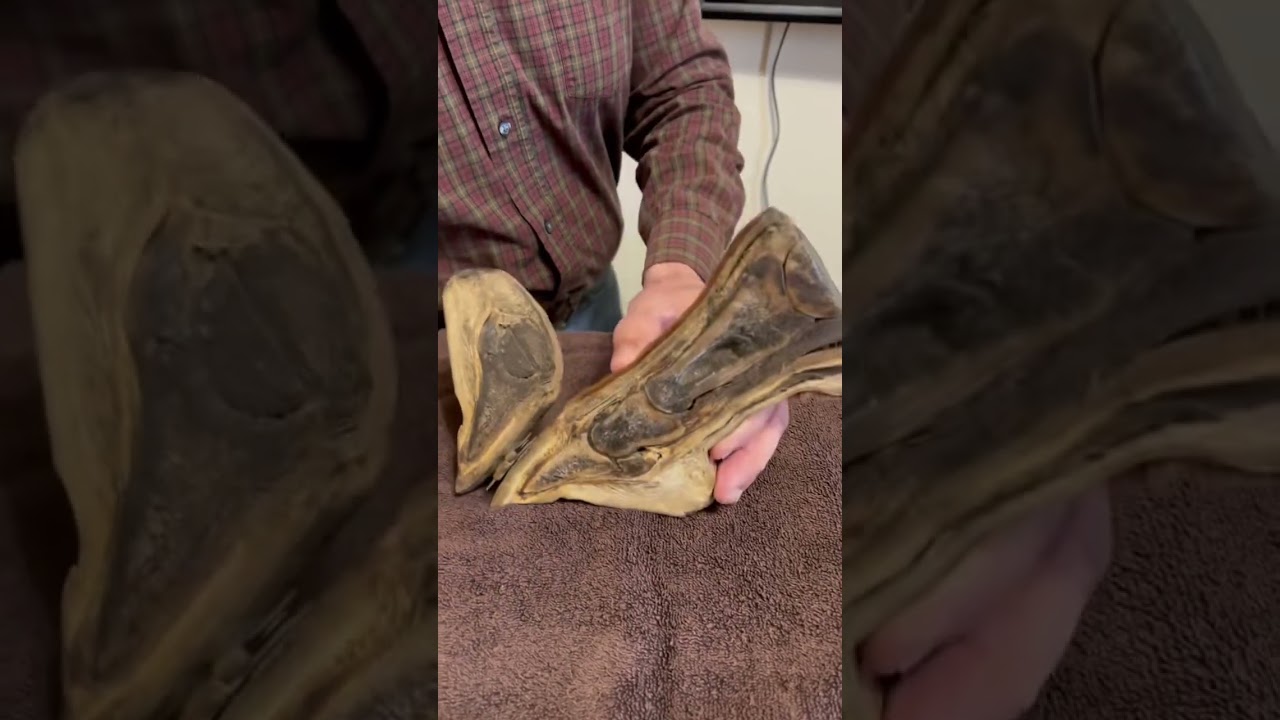 Navicular Bone info! #a5ranch #richaffonso #asmr #satisfying #besteverpads #bexsunglasses #farrier