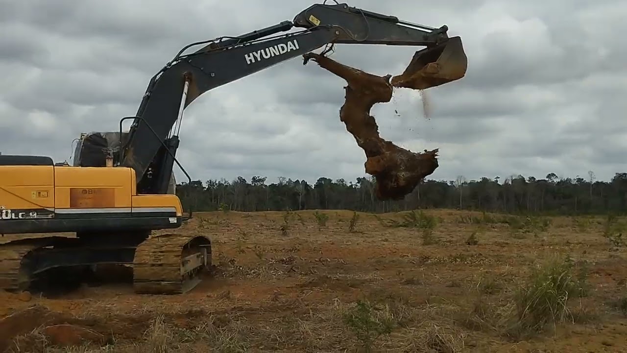 Destocando Fazenda Galega Rondon do Pará 