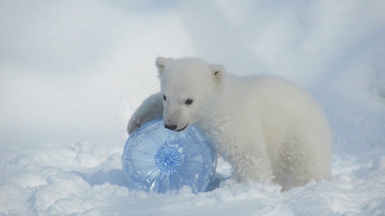 Humphrey, the polar bear cub from the Toronto Zoo