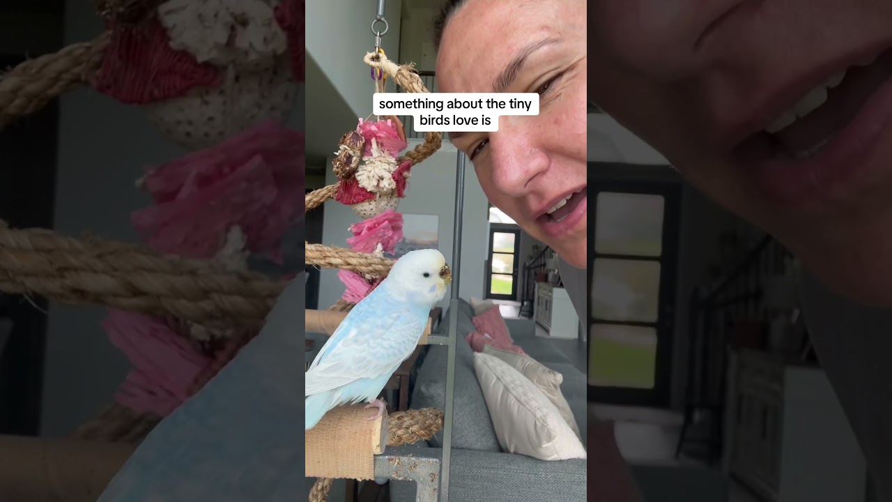Tiny birds have huge hearts ☺️ #budgie #bird #parrot #parakeet #rescue #pets #animals
