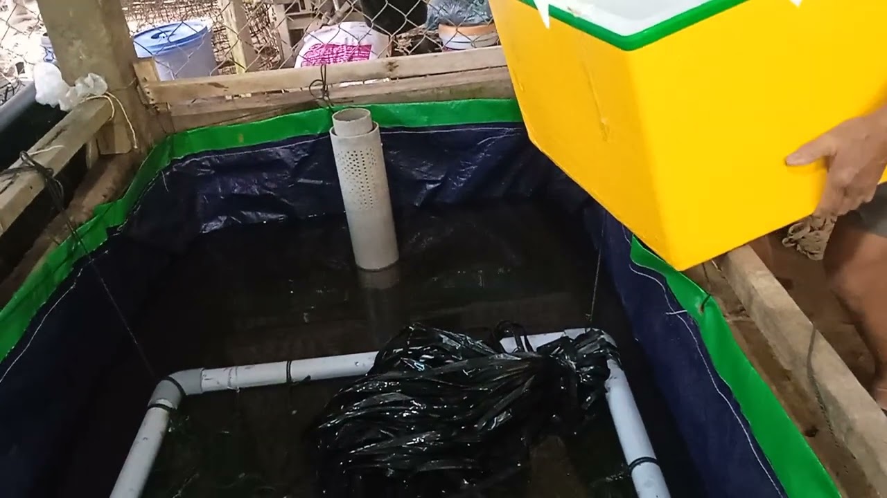 Tha Luon giống vào bể cơ 500  con  1kg  Giá 1,700₫