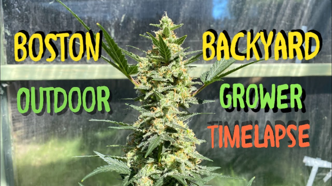 TimeLapse Autoflower Cannabis Outdoor Grow FastBuds Autoflowers Seed To Harvest
