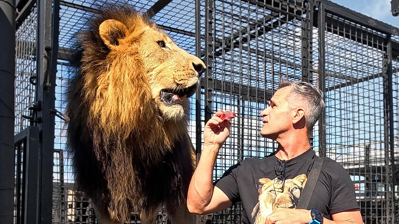 Moving Old LIONS is Getting More Difficult | The Lion Whisperer