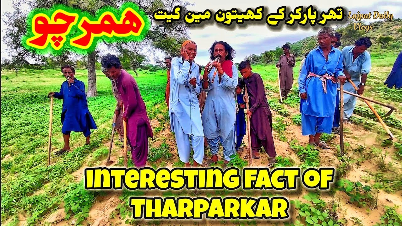 #hamracho #lokgeet #popularsong #facts #thar#rajsthan
