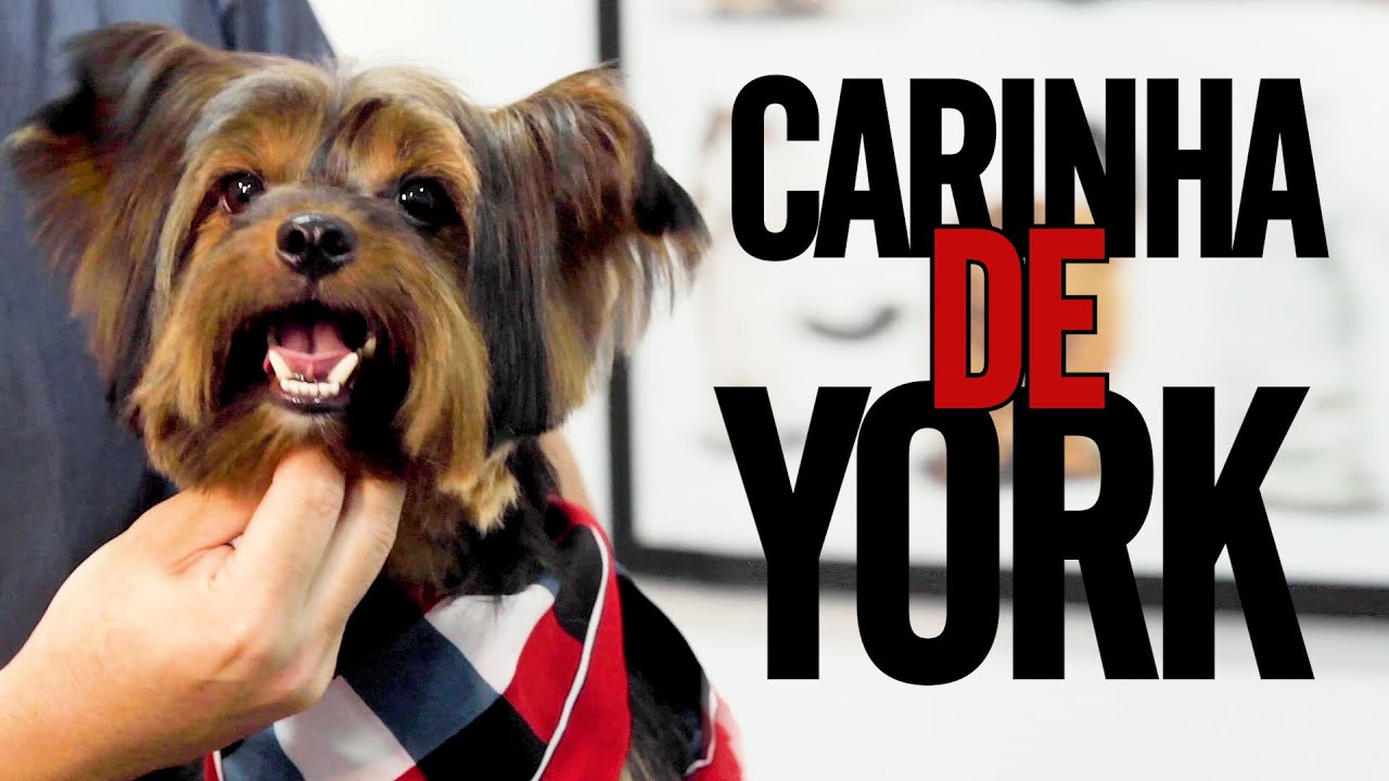Como fazer Carinha de Yorkshire | Renato Leiva