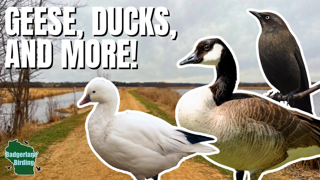 Birding ALL DAY in Wisconsin! Early Spring Migrants & More!