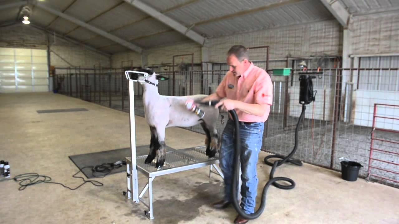 ProPink-Essential for Sheep's Leg Wool