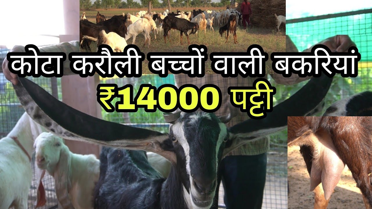 kota karoli goat with kids 14000 Patti | prem agro farm nagour 97833 29907 | pkraj vlogs